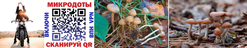 Псилоцибиновые грибы Magic Shrooms  Купить  Торжок 
